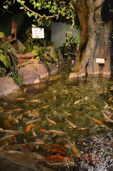 Tropikal balık cam altında