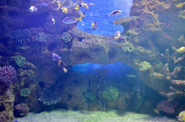 Peixes tropicais sob vidro — Fotografia de Stock