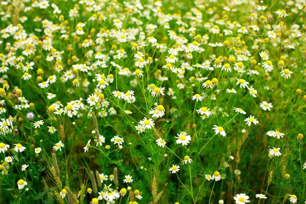 Dziedzinie letnie kwiaty daisy — Zdjęcie stockowe