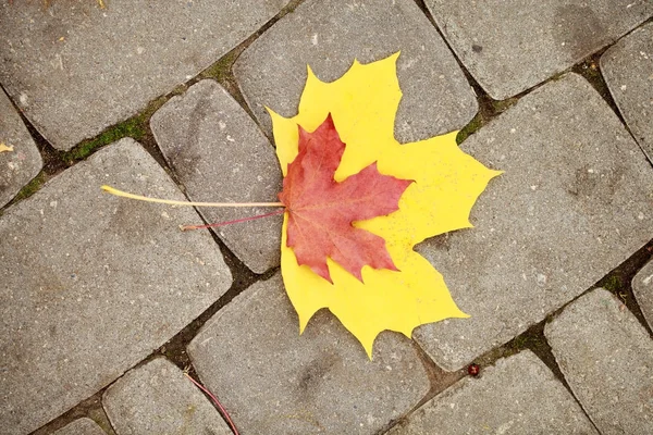 Осіннє кленове листя лежить на землі — стокове фото