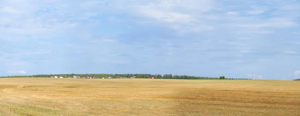 Mowed wheat in the open field — Stock Photo, Image