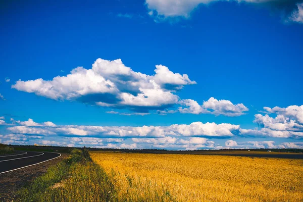 Asphalt Yolu Buğday Dolu Bir Tarlada — Stok fotoğraf