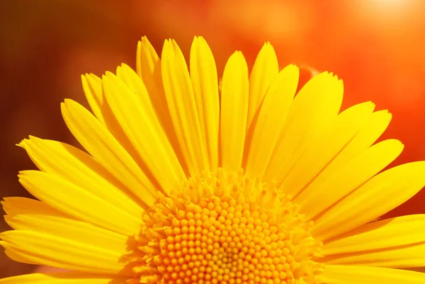 Gele zonnebloem met zon — Stockfoto