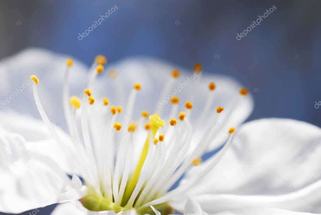 White flower of cherry tree  
