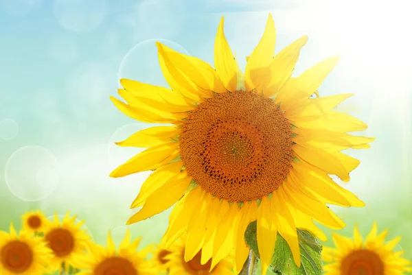 Gele zonnebloem op zomerdag — Stockfoto