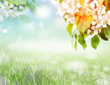 Yeşil doğa arkaplanı 