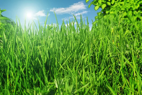 Erba verde e vegetale con cielo — Foto Stock