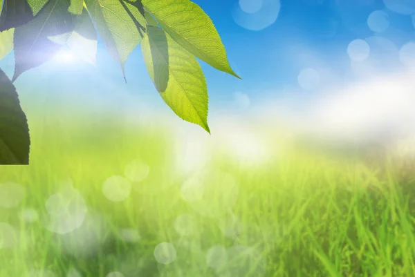 Plant and green grass with sky — Stock Photo, Image