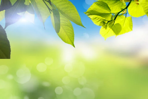 Planter og grønt gress med himmel – stockfoto