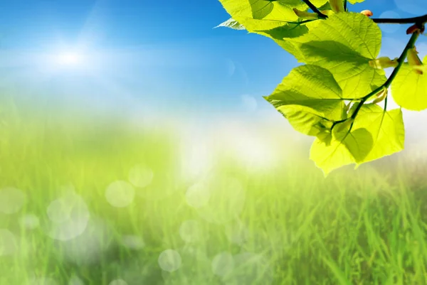 Planta y hierba verde con cielo — Foto de Stock