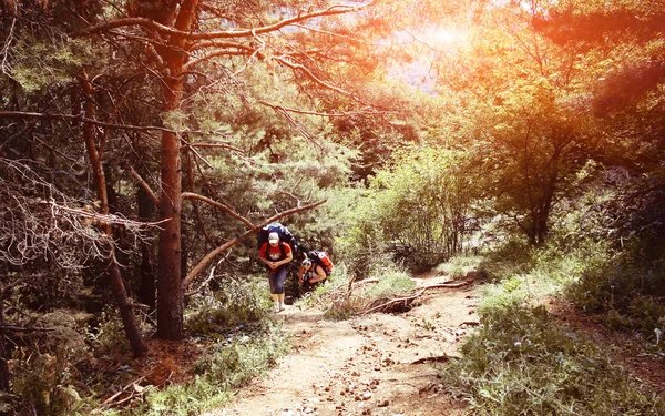 Turistler dağlar ormanda hiking — Stok fotoğraf