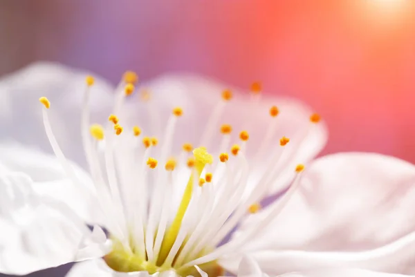 Bílý květ třešeň — Stock fotografie