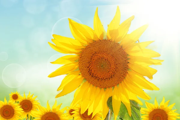 Gele zonnebloem op het veld — Stockfoto