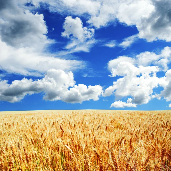 Campo giallo con il cielo blu Fotografia Stock