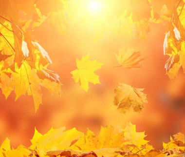 düşen sonbahar yaprakları 