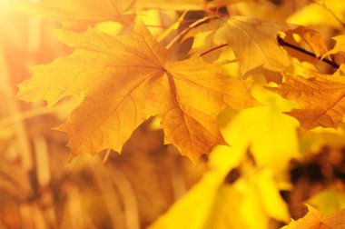 akçaağaç ormanda yakın bırakır