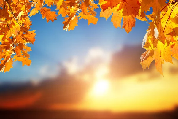 Autumn leaves against blurred sky — Stock Photo, Image