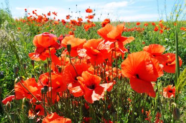 Kırmızı haşhaş çiçeği