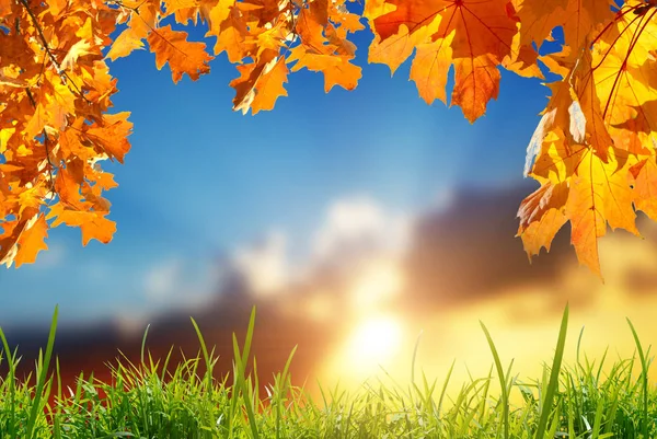 Autumn Yellow Leaves Green Grass Blurred Sunset Background — Stock Photo, Image