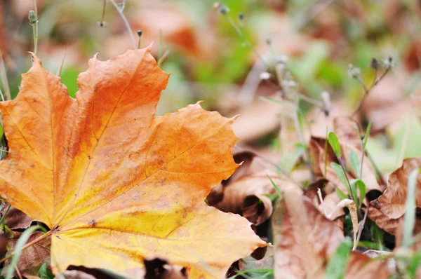 Orangefarbenes Ahornblatt Auf Dem Herbstlichen Hintergrund Der Natur — Stockfoto