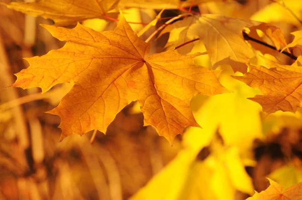 Gelbes Ahornblatt Herbstlichen Wald — Stockfoto