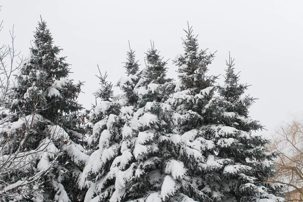 雪中有冷杉树的白色冬天森林 — 图库照片