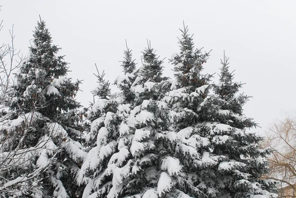 Forêt Blanche Hiver Avec Sapins Dans Neige — Photo