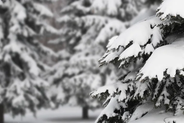 Witte Winter Bos Met Dennen Sneeuwval Selectieve Aandacht — Stockfoto