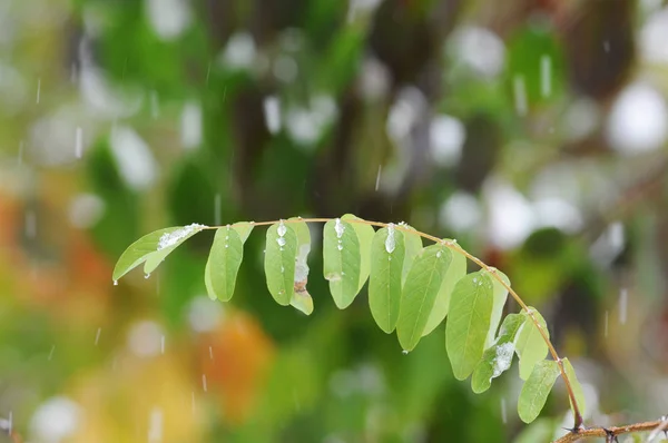 Cabang Pohon Dengan Daun Hijau Bawah Hujan Musim Semi Dengan — Stok Foto