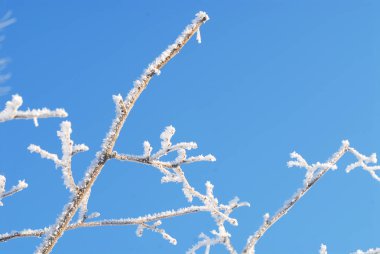 Mavi gökyüzü karşı ağaç dalları üzerinde kış beyaz çıtır hoarfrost