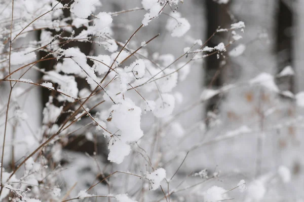 森林中的白霜和雪中的薄灌木树枝 — 图库照片