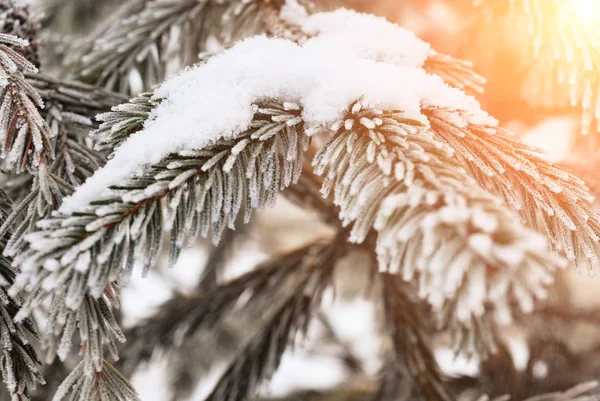 Pine Boomtakken Rijm Witte Sneeuw Het Bos — Stockfoto