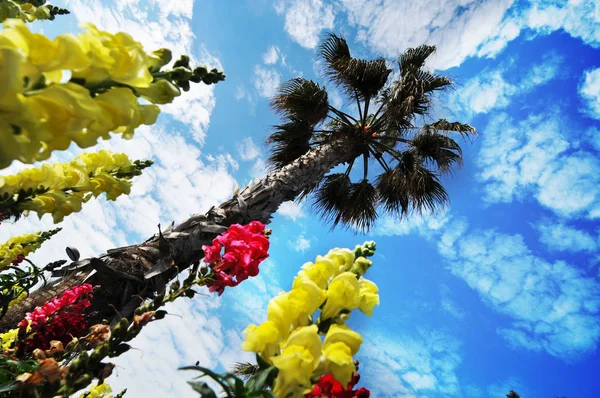 Palmeira Alta Com Flores Amarelas Rosa Contra Céu Azul Com — Fotografia de Stock