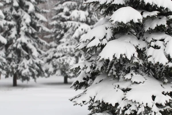 モミの木や降雪と冬の森 — ストック写真