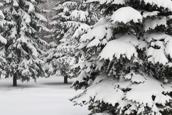 Bosque Invierno Con Abetos Nevadas —  Fotos de Stock