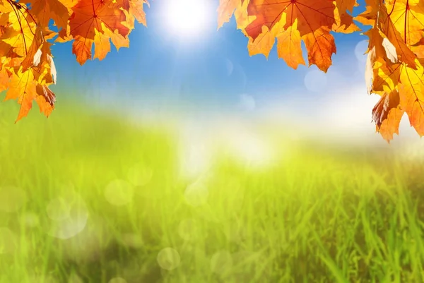 Autumn Klonowe Listowie Niewyraźne Zieloną Trawą Tle Natura Niebieski Niebo — Zdjęcie stockowe