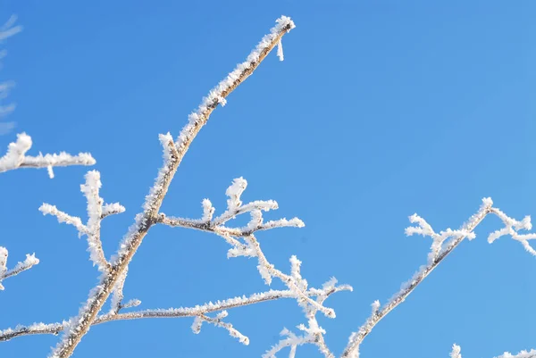 Vinter Vita Krispiga Rimfrosten Trädgrenar Mot Blå Himmel — Stockfoto