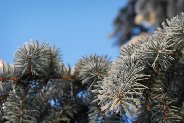 Primer Plano Abeto Ramas Espinosas Con Escarcha Contra Cielo Azul — Foto de Stock