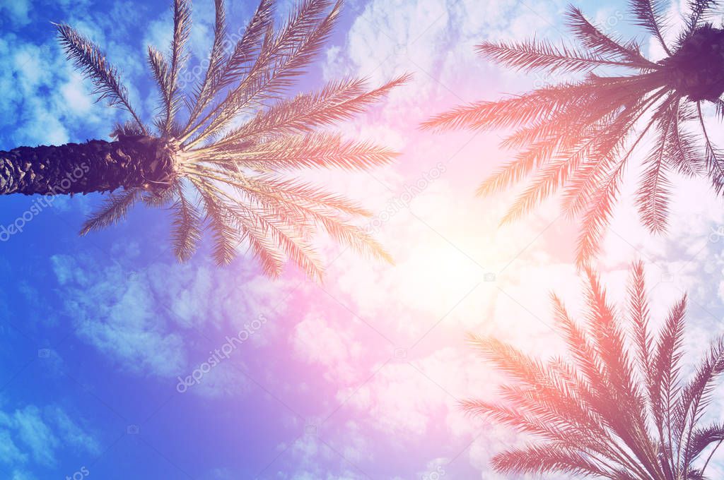 High palm trees and a blue sky with white clouds and bright sun