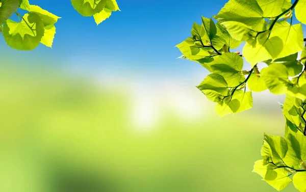 Grüne Sommerbaumblätter Mit Blauem Himmel Auf Dem Hintergrund — Stockfoto