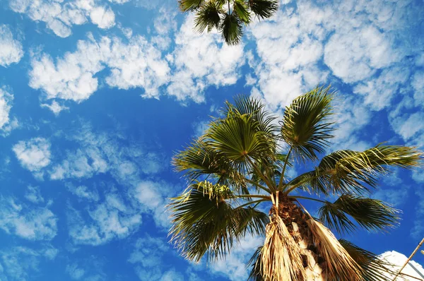 Hoge Palmbomen Een Blauwe Hemel Met Witte Wolken — Stockfoto