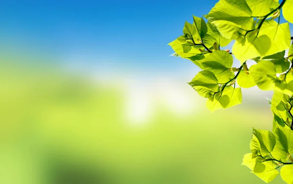 Grüne Sommerbaumblätter Mit Blauem Himmel Auf Dem Hintergrund — Stockfoto