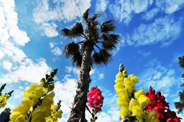 Palmeira Alta Com Flores Amarelas Rosa Contra Céu Azul Com — Fotografia de Stock