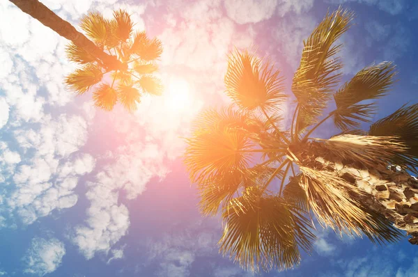 Hoge Palmbomen Een Blauwe Hemel Met Witte Wolken Felle Zon — Stockfoto