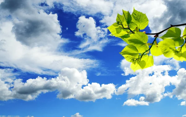 緑の夏木葉と青い空を背景に — ストック写真