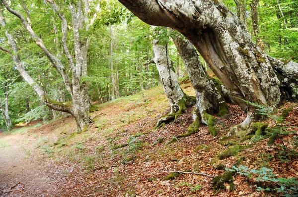 Gasse Grünen Wald Mit Herbstlichem Laub — Stockfoto