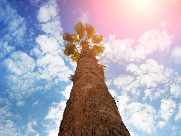 Een Hoge Palmboom Een Blauwe Hemel Met Witte Wolken Felle — Stockfoto