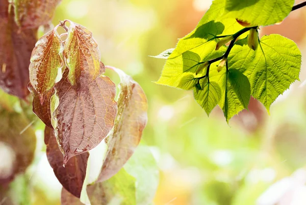 Sfondo Naturale Con Foglie Nella Calda Giornata Estiva Sole — Foto Stock