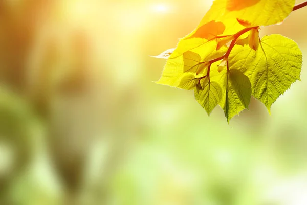 Green Leaves Blurred Nature Background — Stock Photo, Image