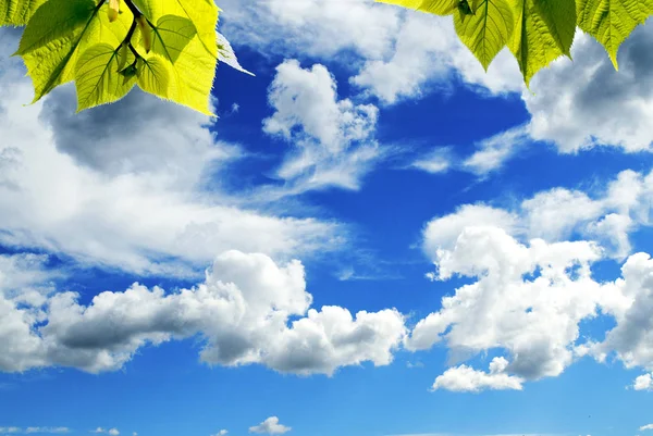 Foglie Verdi Sullo Sfondo Della Natura Blu Saky Con Nuvole — Foto Stock